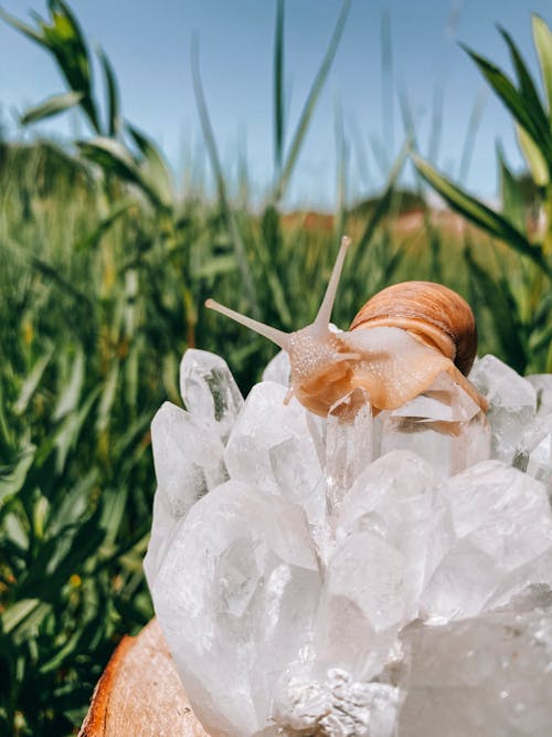 Free A snail sitting on top of a crystal Stock Photo