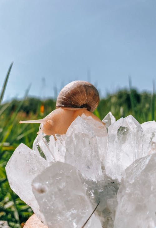 Free A snail sitting on top of a crystal Stock Photo